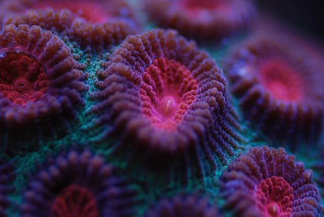 Magnesio en el acuario marino de arrecife